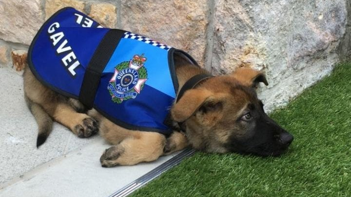 Illustration : "Australie : Un chien renvoyé de la police pour son tempérament jugé inadapté"