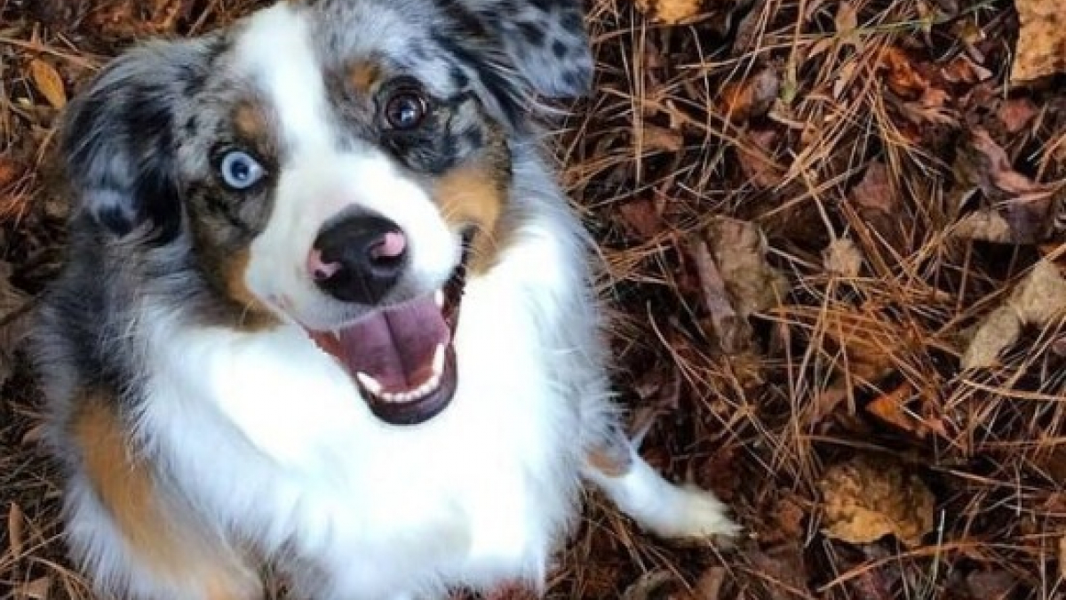 Illustration : "18 photos de chiens qui illumineront votre journée"