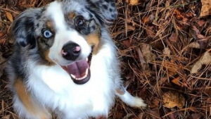 Illustration : 18 photos de chiens qui illumineront votre journée