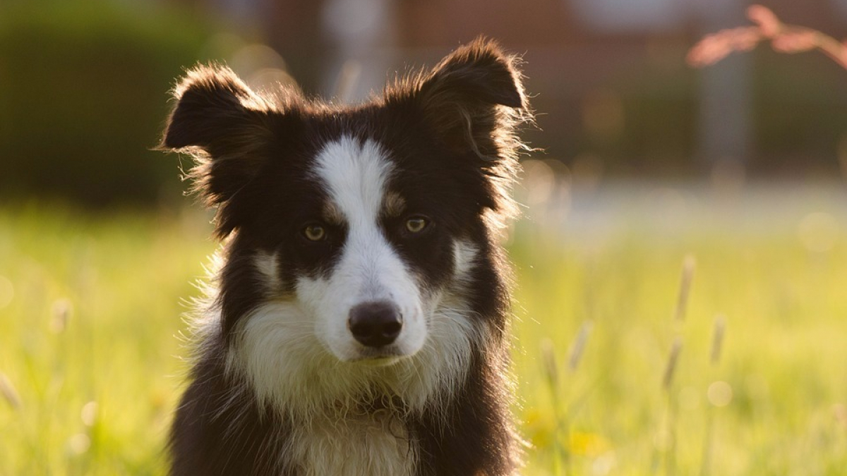 Illustration : "Un concours canin pour faire adopter les animaux de l’association 