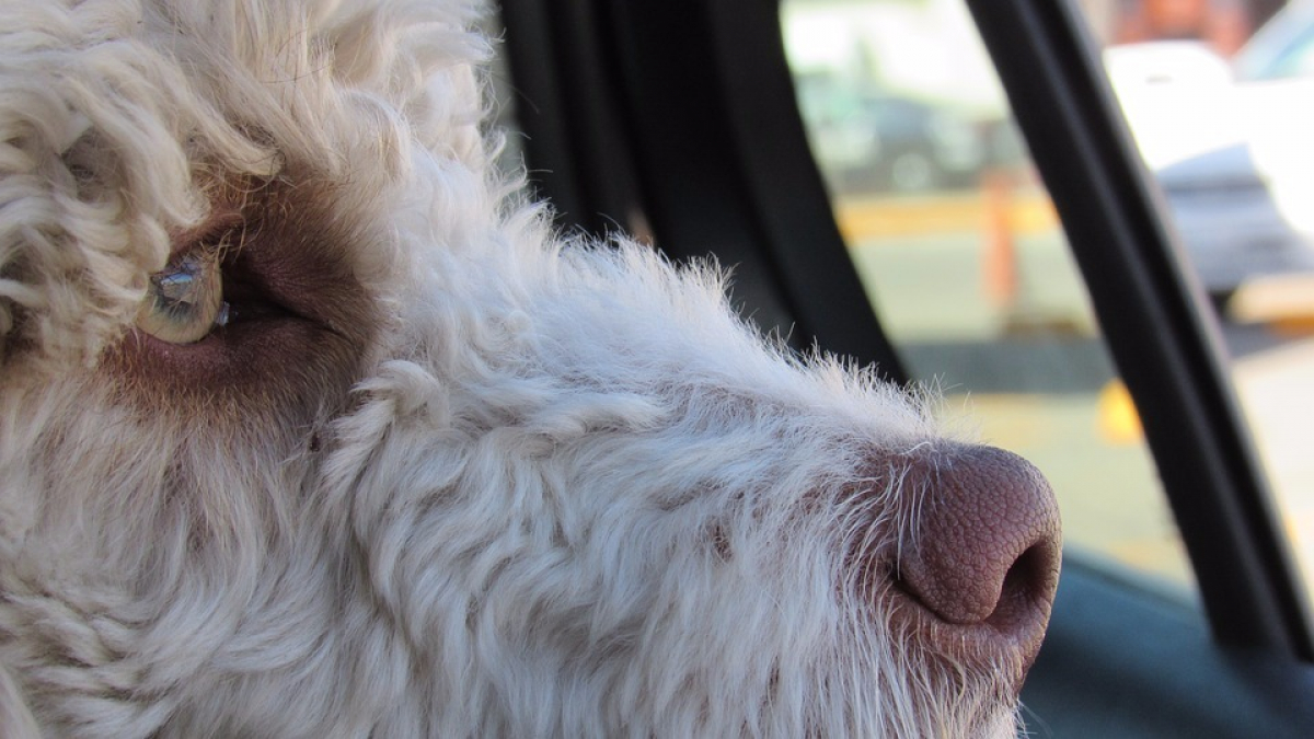 Illustration : "Grau-du-Roi, un homme arrêté après le décès de son chien laissé dans la voiture"