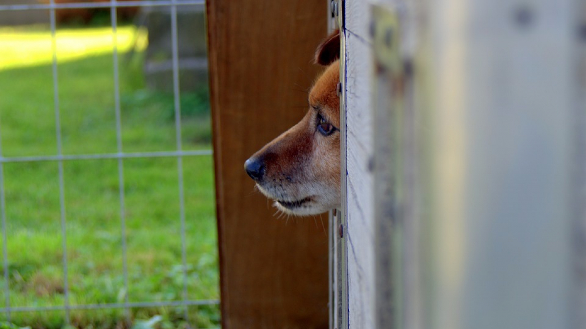 Illustration : "Condamné à 6 mois de prison pour avoir tué un chien"