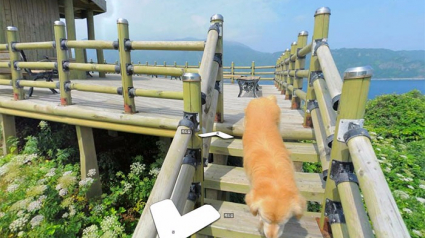 Illustration : Un chien pose sur toutes les photos d'un site de mapping coréen