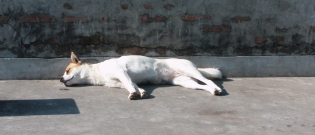 Illustration : "Un chien abandonné est retrouvé mort au domicile de sa propriétaire "