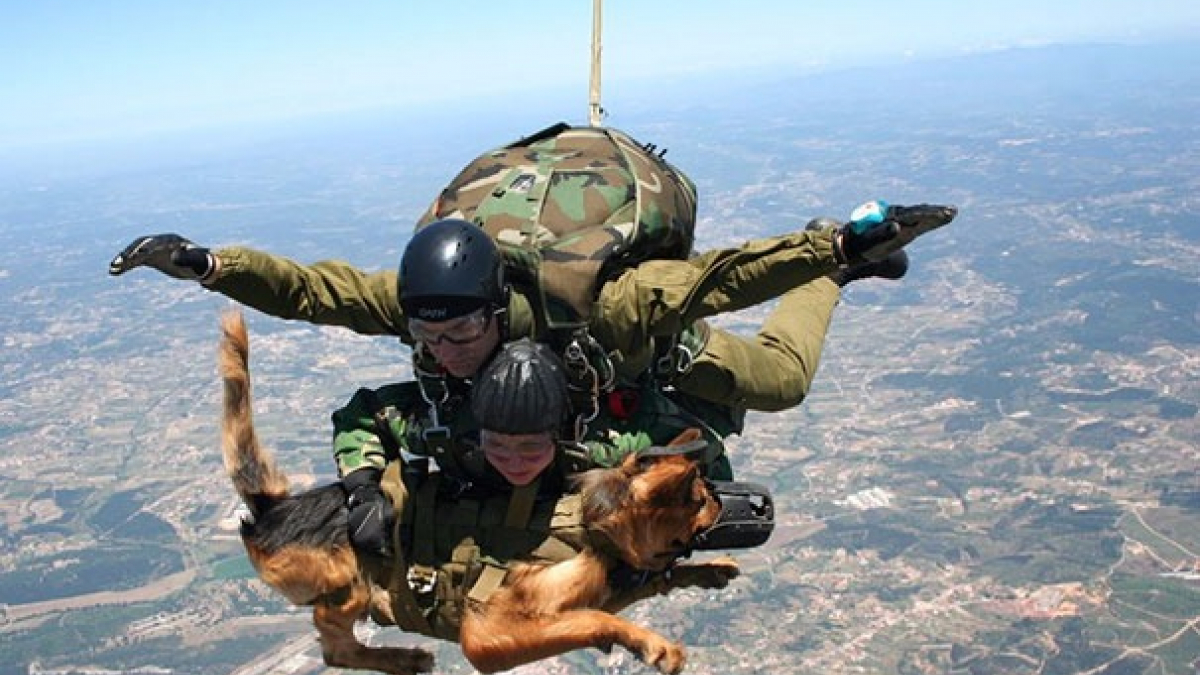 Illustration : "15 photos captivantes de chiens pendant leur service"