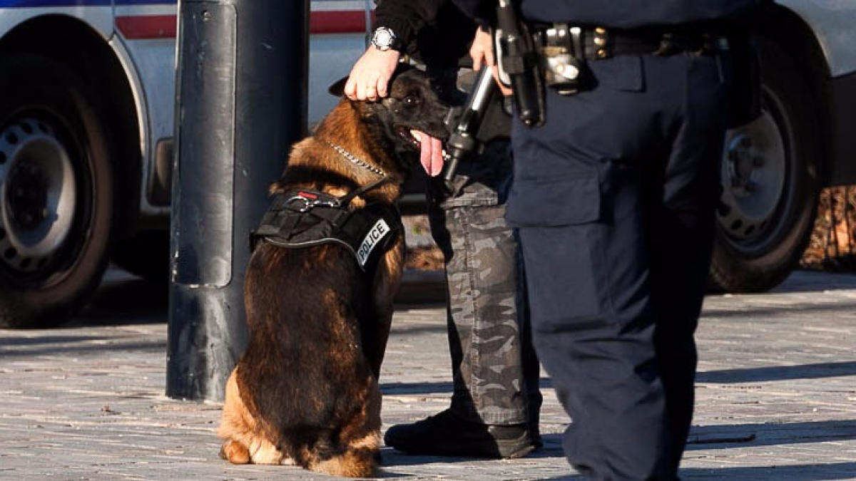 Illustration : "Un chien de la brigade canine étranglé par un homme lors d’une bagarre"