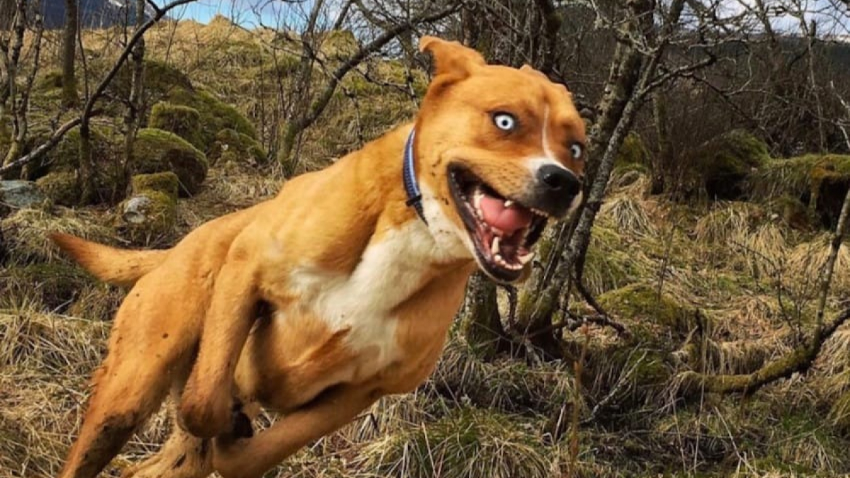 Illustration : "15 photos de chiens prises au bon moment"