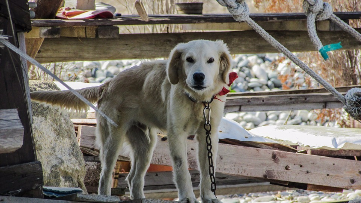 Illustration : "Attaché à une corde, un chien meurt suite à un coup de chaleur"
