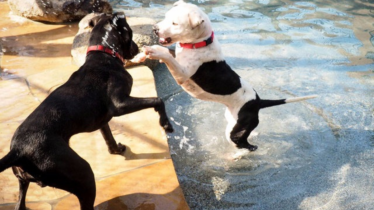Illustration : "Un complexe animalier organise une fête pour les chiens de refuge"