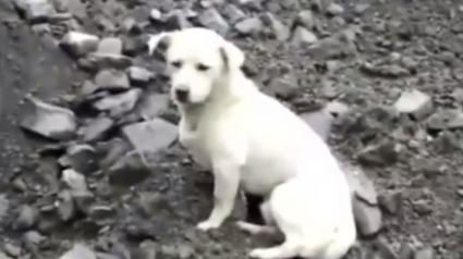 Illustration : Chine : Un chien attend le retour de son maître décédé lors d'un éboulement