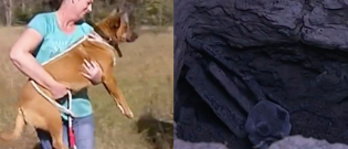 Illustration : "Australie : Un chien et un koala secourus dans une mine désaffectée"