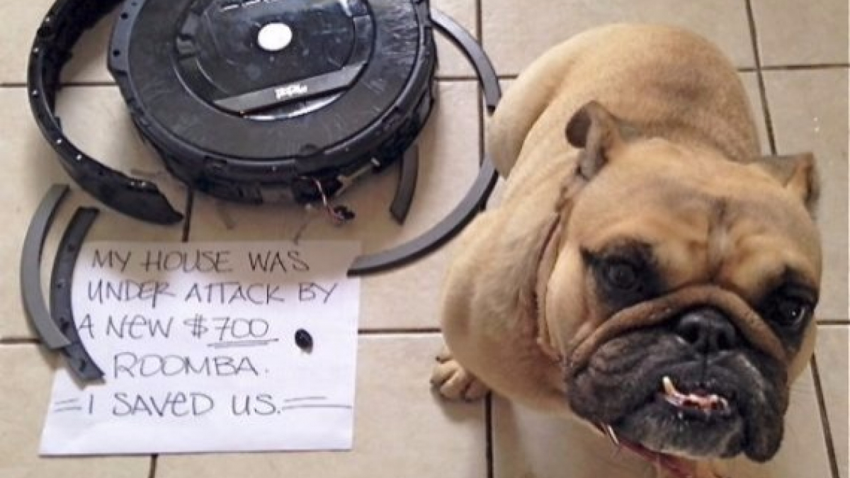 Illustration : "14 photos de chiens qui ont fait des bêtises"