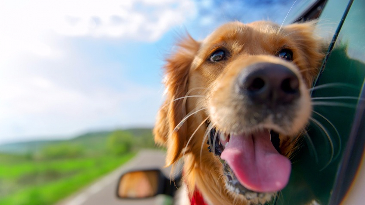 Illustration : "HomeToGo.fr : le moteur de recherche pour savoir où emmener son chien en vacances cet été !"