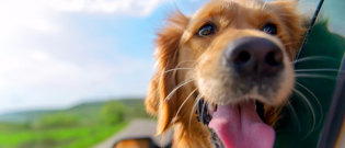 Illustration : "HomeToGo.fr : le moteur de recherche pour savoir où emmener son chien en vacances cet été !"