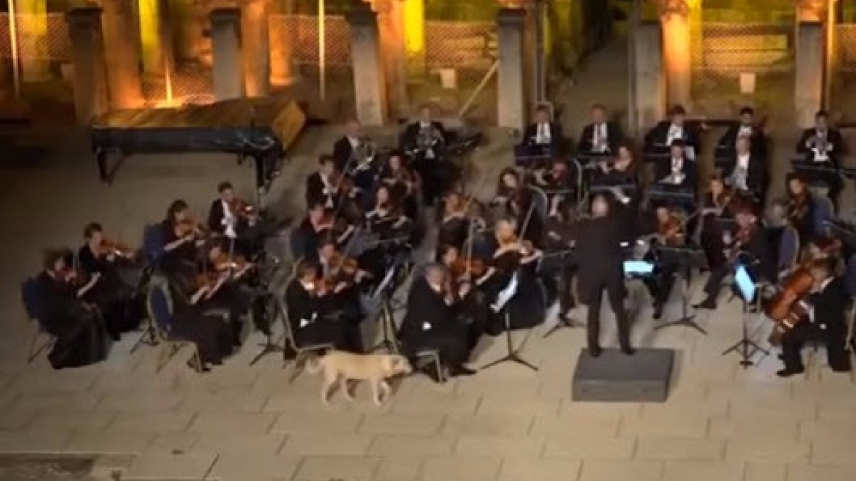 Illustration : "Turquie : Un chien fait irruption en plein concert de musique classique, pour le plus grand bonheur du public"