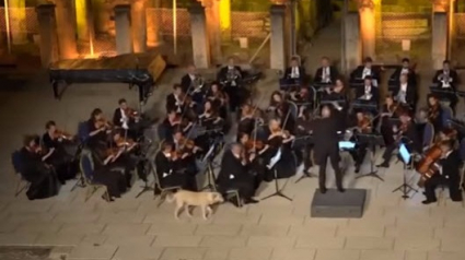 Illustration : Turquie : Un chien fait irruption en plein concert de musique classique, pour le plus grand bonheur du public