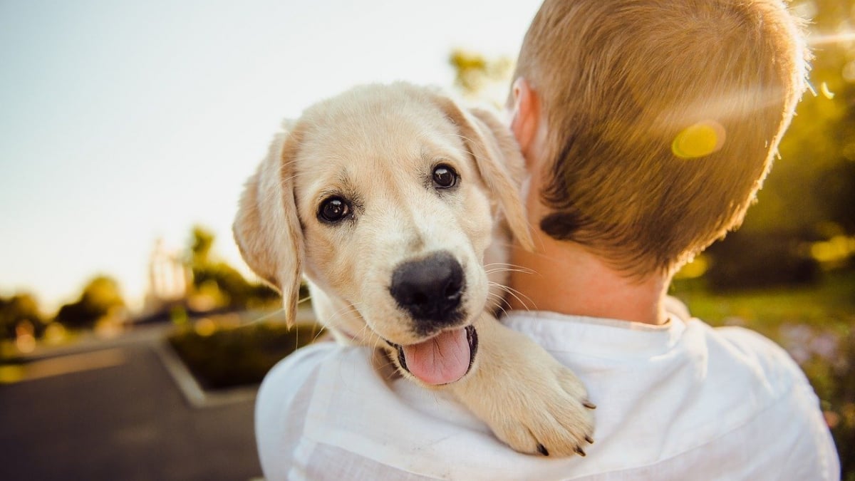 Illustration : "10 manières pour un chien de montrer son amour"