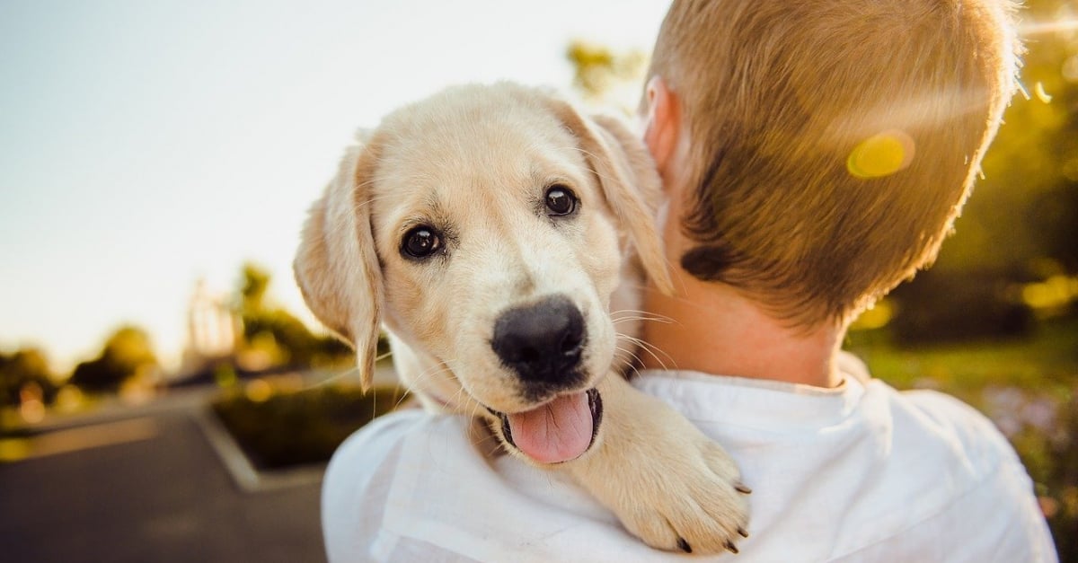 10 manières pour un chien de montrer son amour