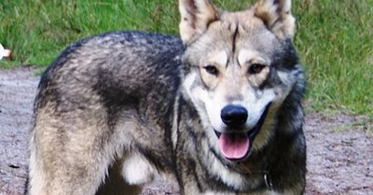 Des Nouvelles Du Chien Loup Disparu Dans La Marne