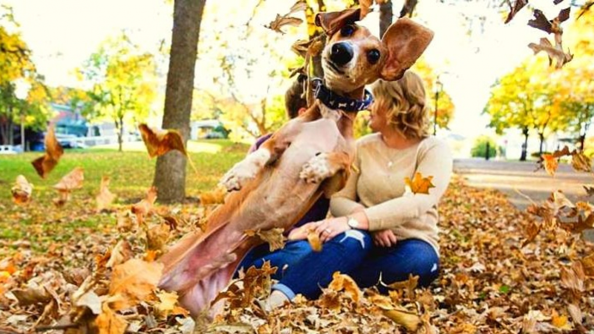 Illustration : "14 chiens qui excellent dans l’art du photobombing"