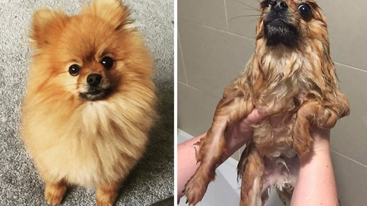 Illustration : "20 photos drôles et attendrissantes de chiens avant et après le bain"