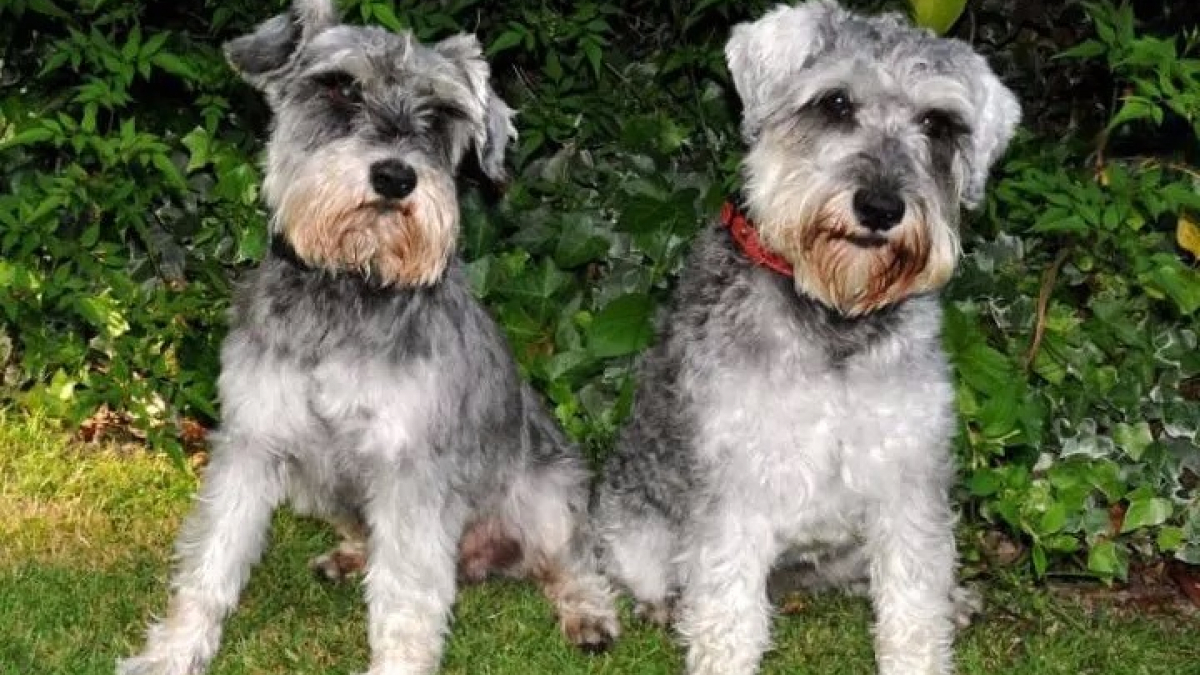 Illustration : "Angleterre : Ces 2 chiens perdus ont été retrouvés grâce à des… saucisses !"