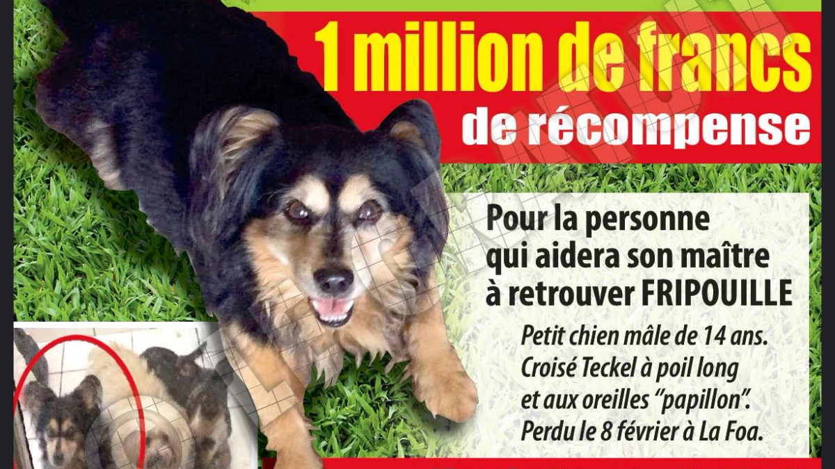 Illustration : "Nouvelle-Calédonie : Une récompense de plus de 8000 euros pour un chien perdu"
