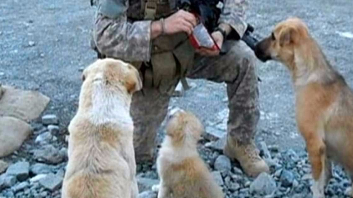 Illustration : "3 chiens stoppent une opération suicide en Afghanistan"