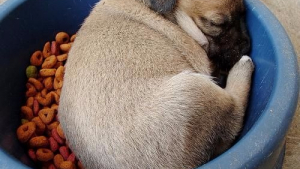 Illustration : 13 photos très drôles de chiens endormis !