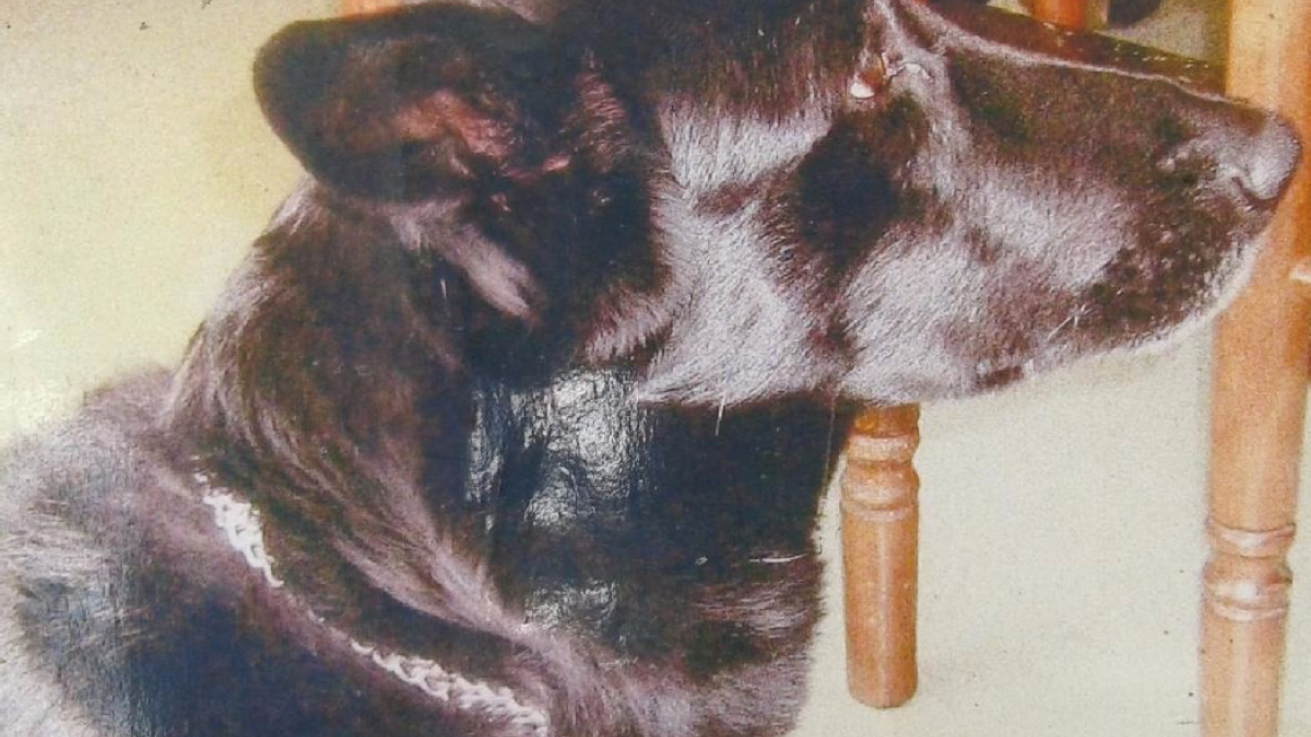 Illustration : "Femme mortellement mordue par son chien à Nevers : la mairie ne souhaite pas l’euthanasie"