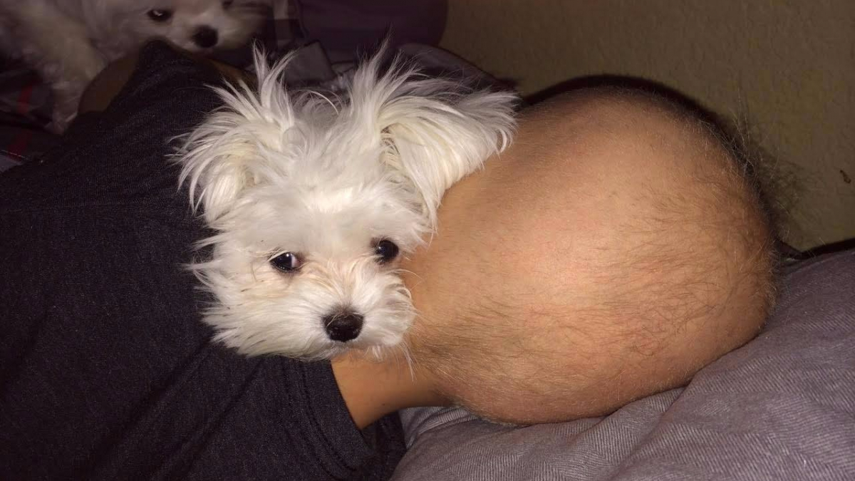 Illustration : "Une photo émouvante d'un enfant qui a trouvé la force de battre le cancer grâce à ses chiots !"