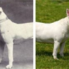 Illustration : L'&eacute;volution de 6 races de chien en 100 ans