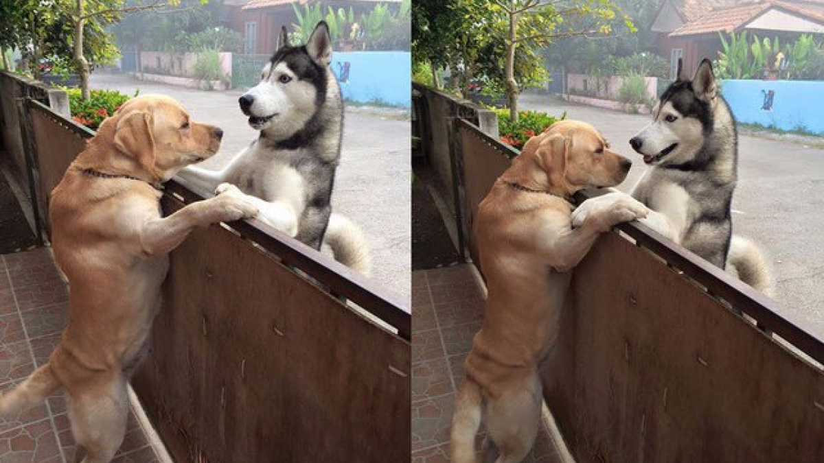 Illustration : "2 chiens, amis à distance, se rencontrent pour la première fois "