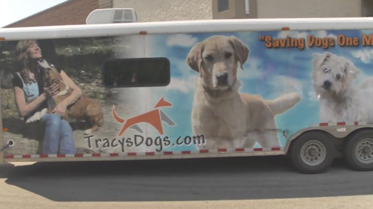 Illustration : "En vidéo, les premières rencontres émouvantes entre chiens et nouveaux propriétaires"