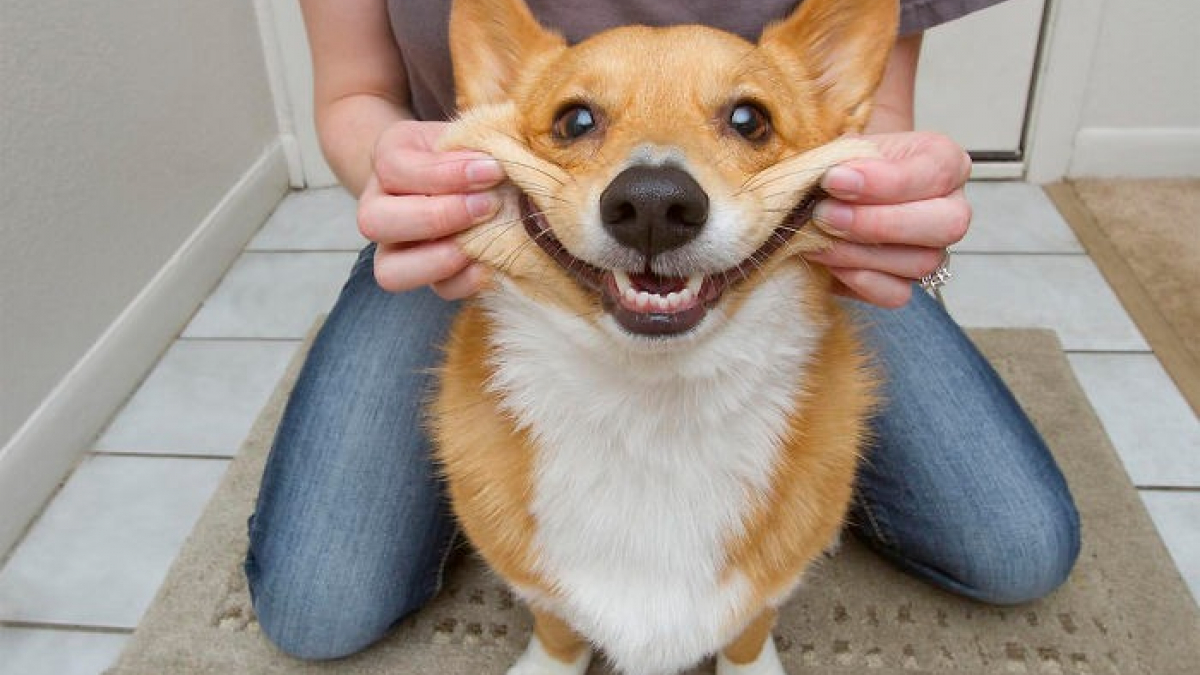 Illustration : "15 photos de joues de chiens à croquer !"