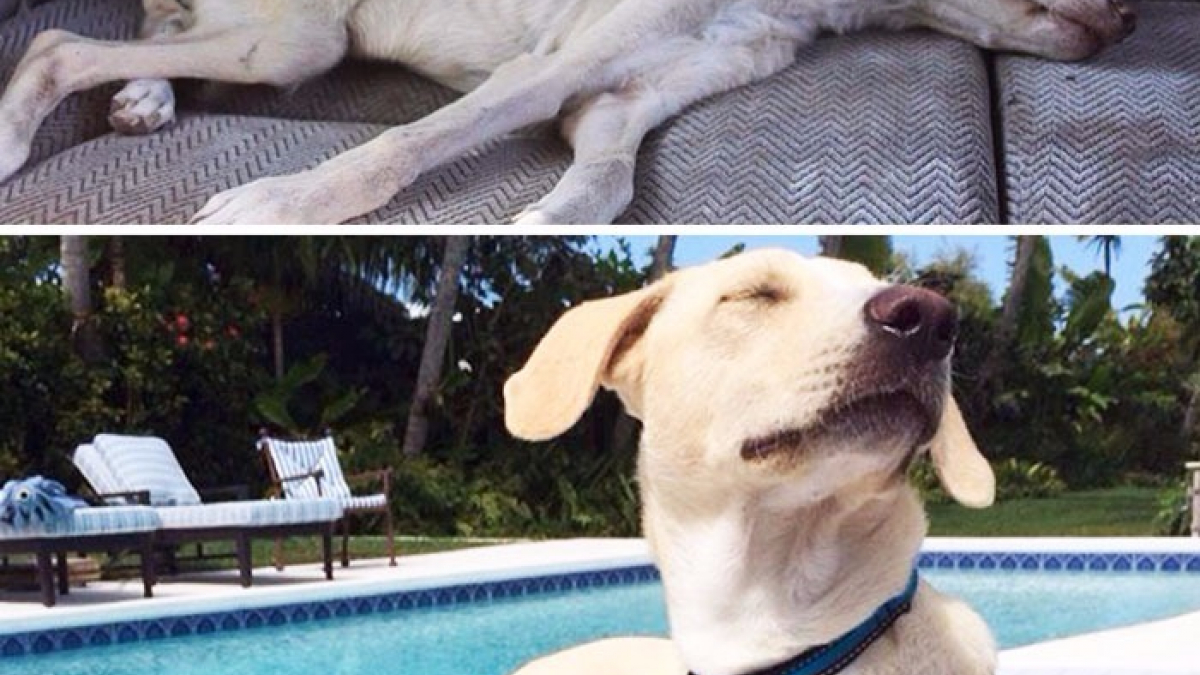 Illustration : "12 photos de chiens avant/après leur sauvetage"