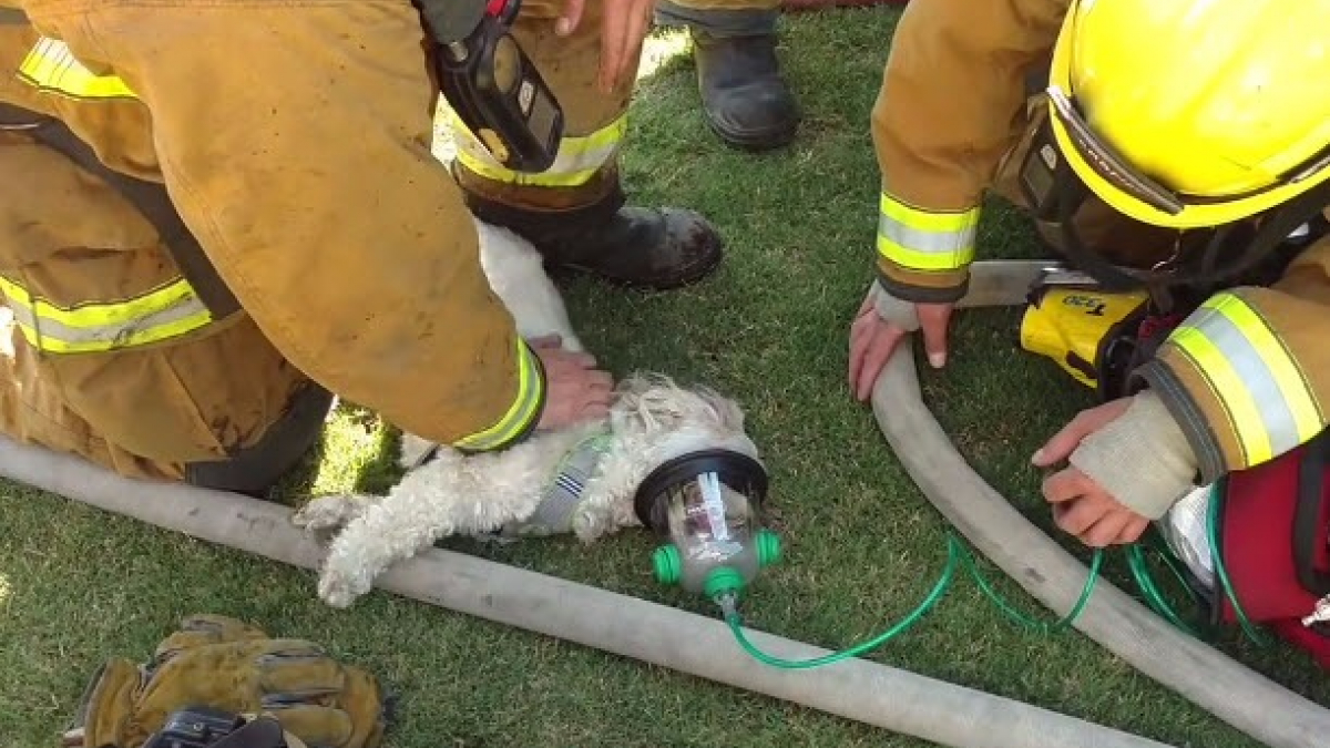 Illustration : "Etats-Unis : Des pompiers sauvent un chien après un incendie grâce à un masque à oxygène adapté"