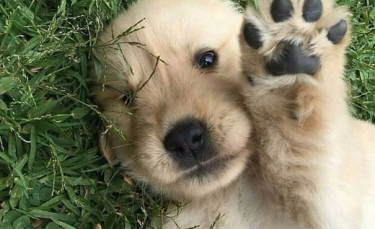 Illustration : "25 adorables photos de chiots Golden Retriever"