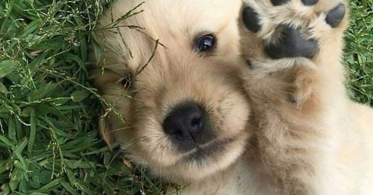 25 Adorables Photos De Chiots Golden Retriever