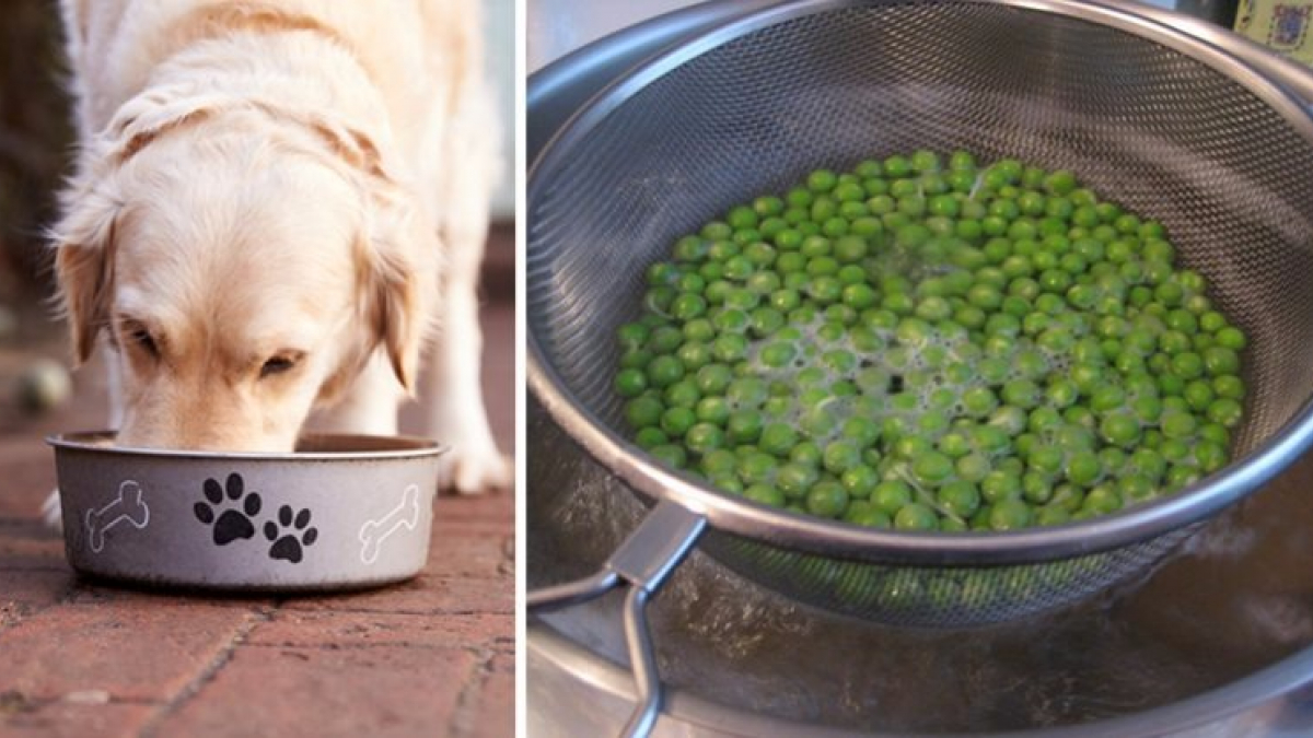 Illustration : "6 aliments destinés aux humains et que vous pouvez donner à votre chien"