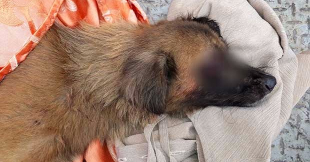 Île Maurice Le chien d’une mère de famille battu à mort