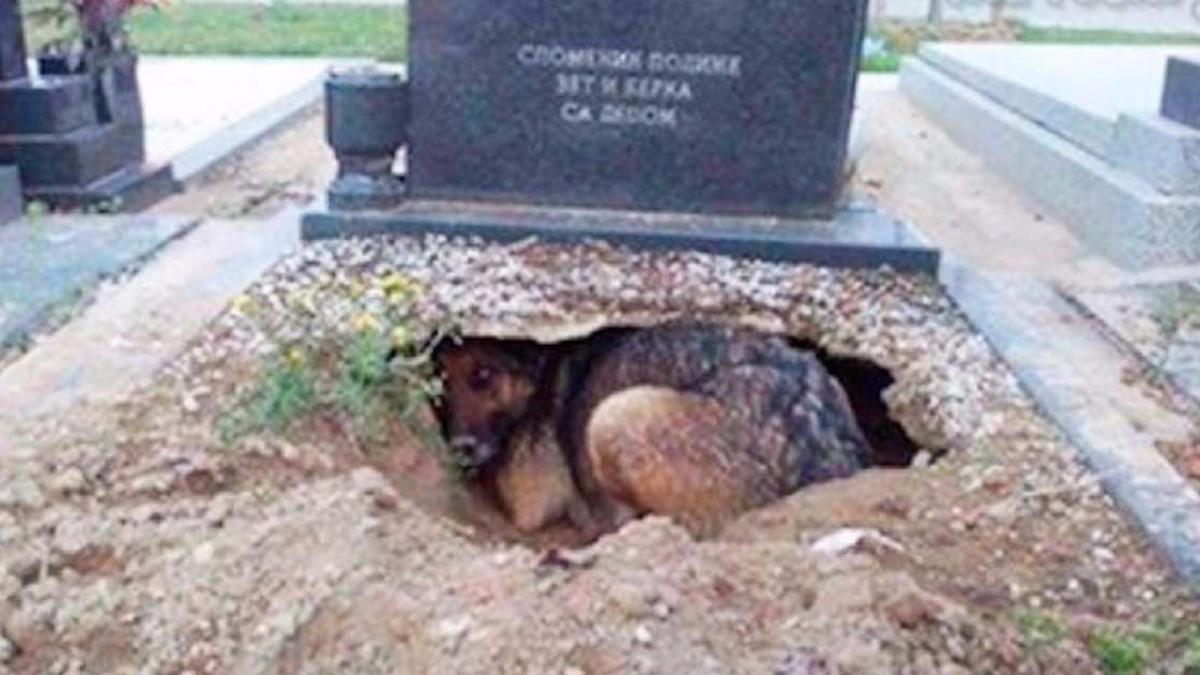 Illustration : "Une chienne qui semblait ne pas faire le deuil de son maître protégeait en fait sa portée"