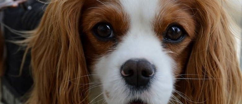 6 Maladies Hereditaires Tres Repandues Chez Les Chiens