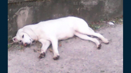 Illustration : Lons-le-Saunier (39) : Une chienne errante échappe près de 30 fois aux agents municipaux 