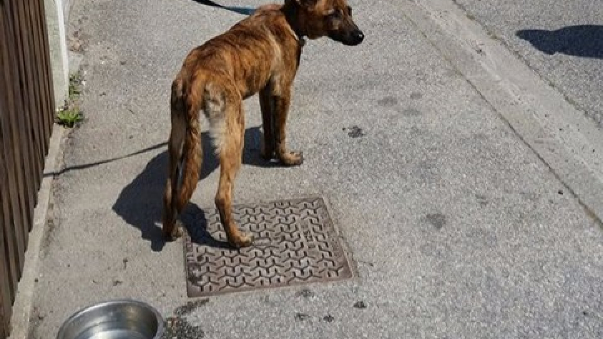 Illustration : "Cherbourg-Octeville (50) : Une jeune chienne abandonnée, découverte attachée à une barrière"