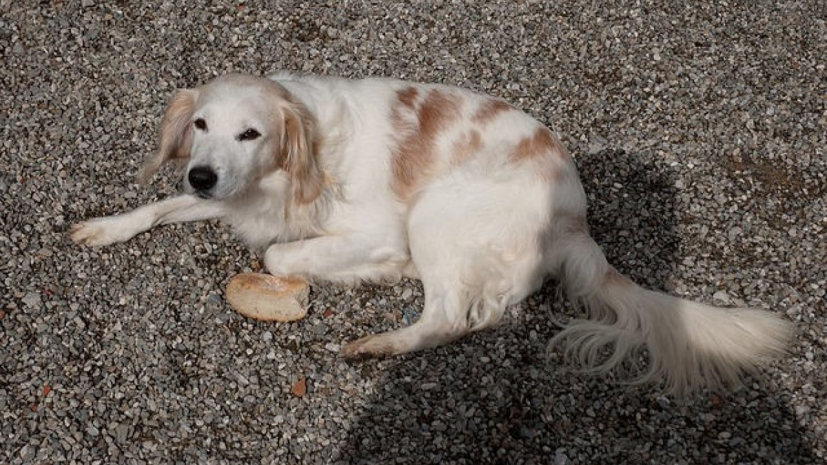 Illustration : "5 signes montrant qu’un chien adopté en refuge a été maltraité par ses anciens propriétaires !"