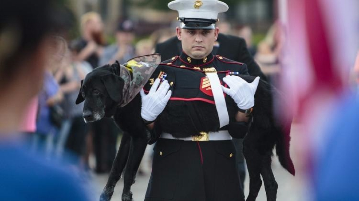 Illustration : "Etats-Unis : émouvante cérémonie d’adieux pour un chien des Marines "