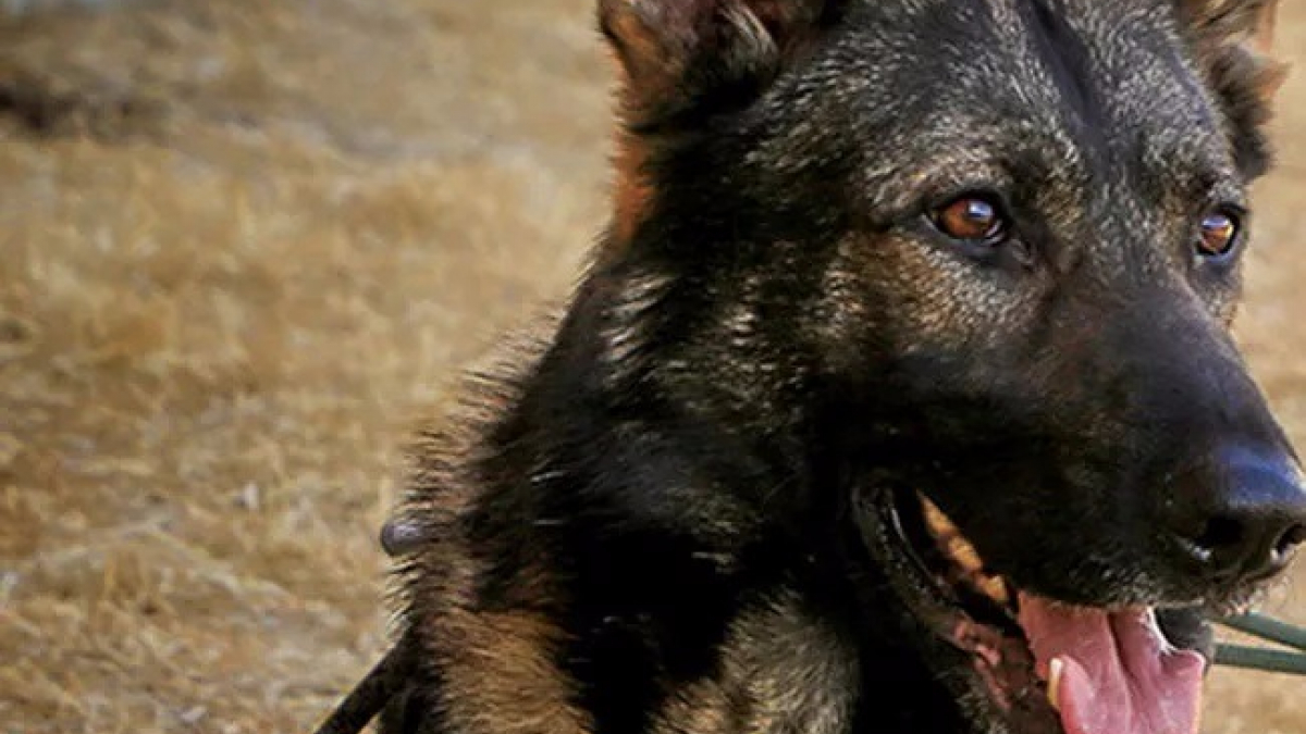 Illustration : "Canada : Un chien de la police poignardé en tentant d’arrêter des suspects"