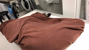 Illustration : Canada : Pour sensibiliser, un vétérinaire publie la photo d'un chien mort de chaud