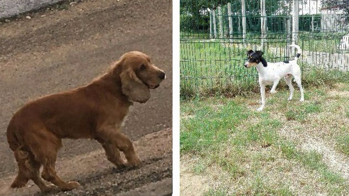 Illustration : "Auxerre (89) : 5 chiens volés à la SPA locale, 2 retrouvés"